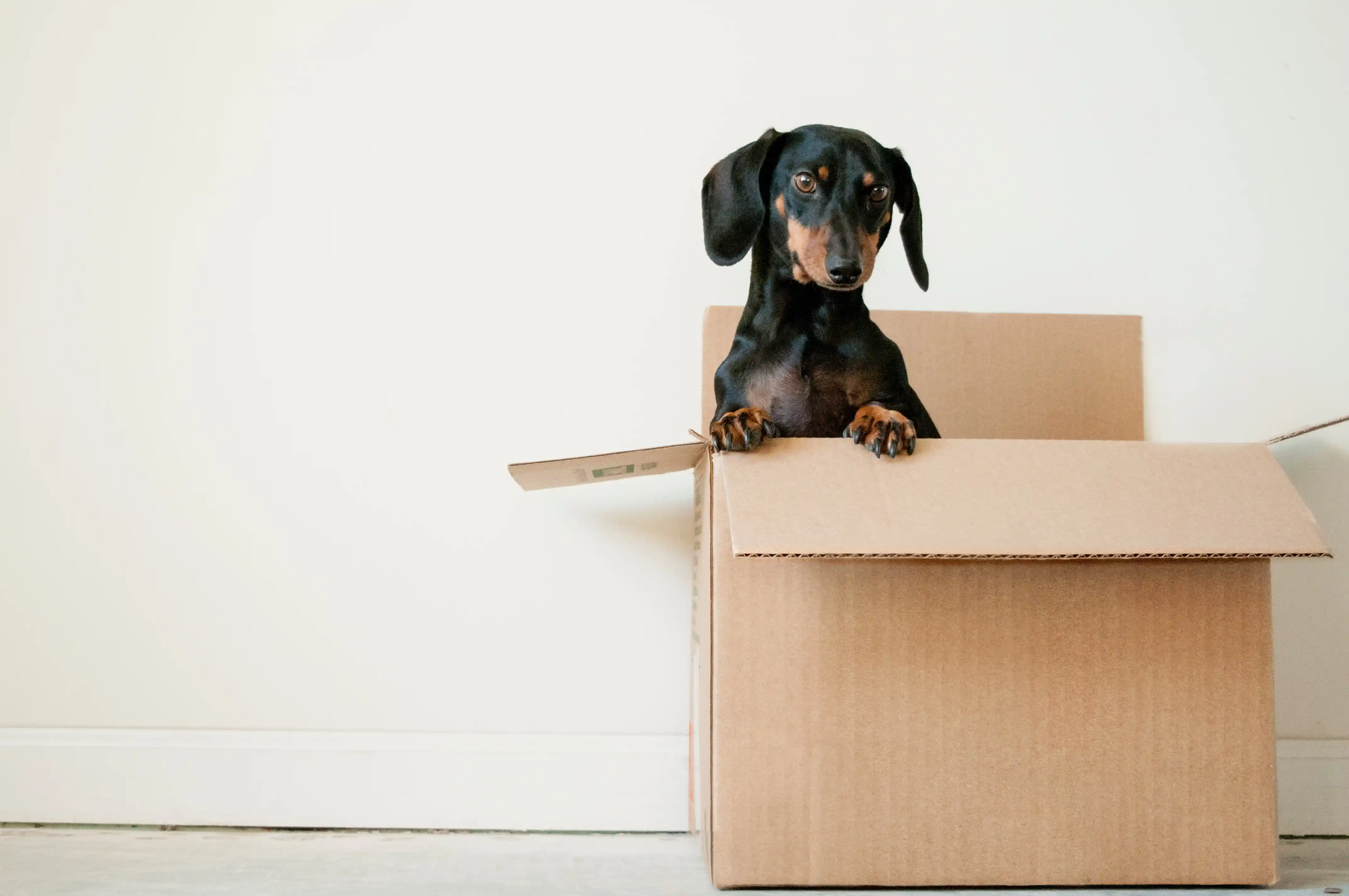 Little dog sitting in moving box.