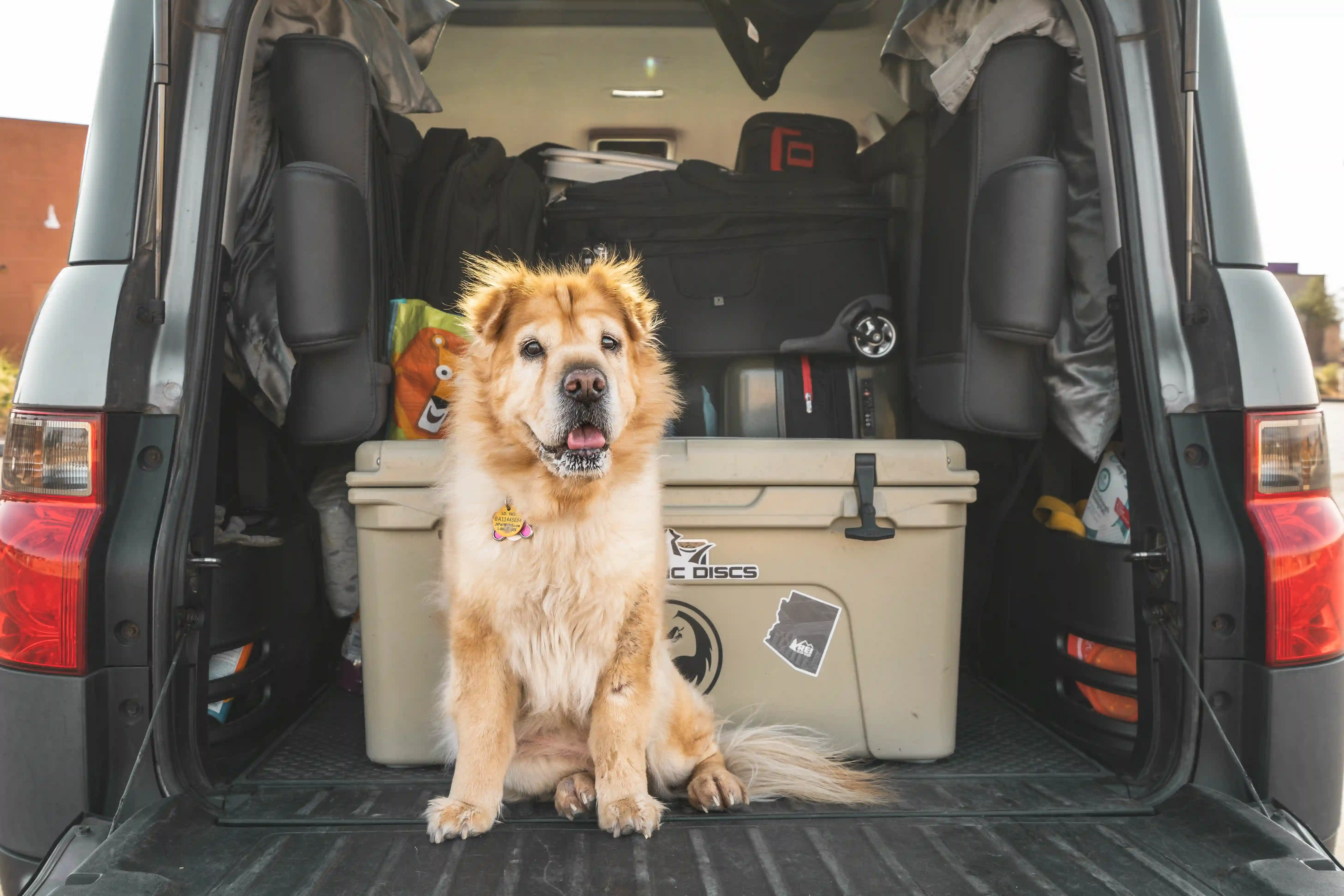Dog in the back of a car.