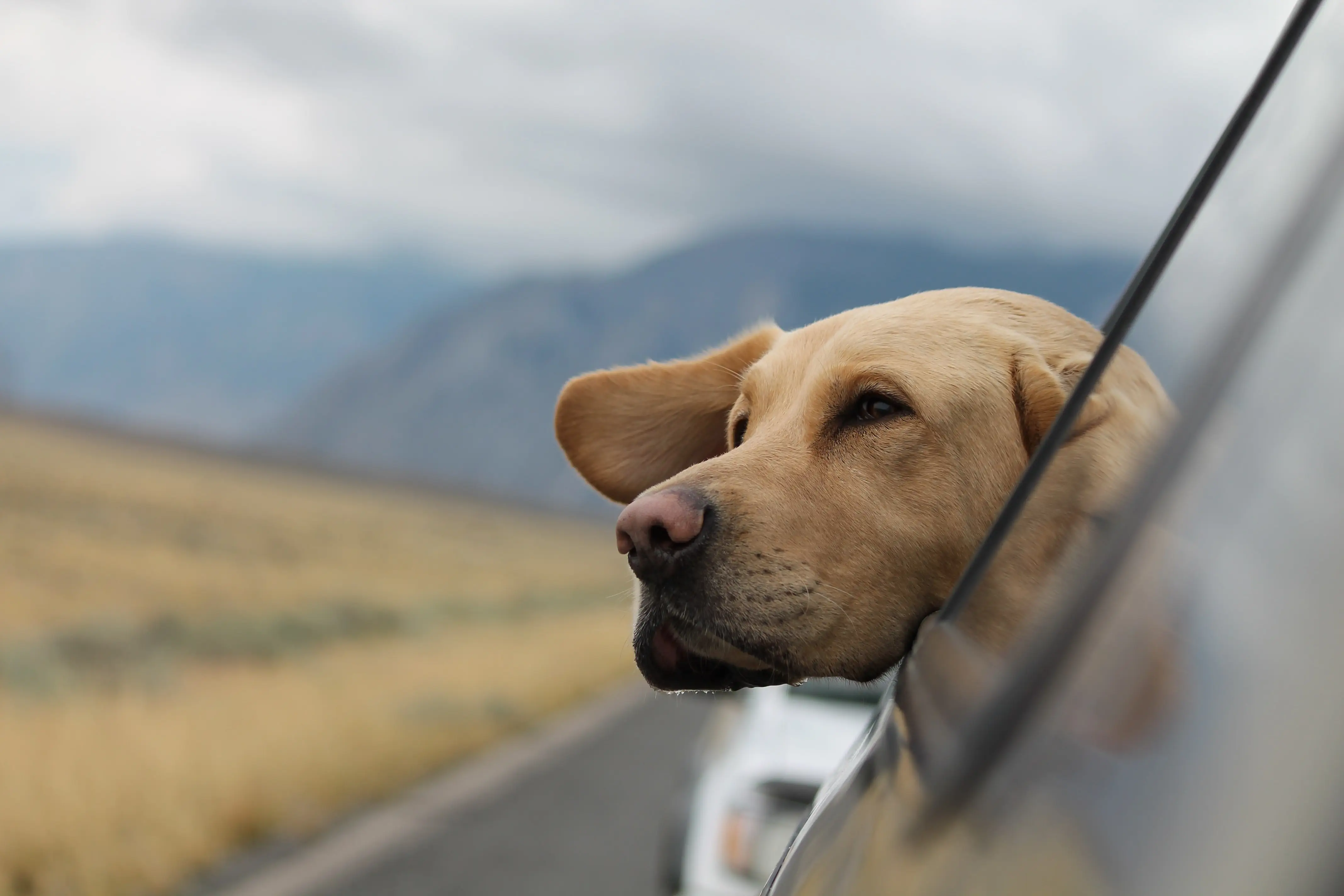 Dog looking out of a car.
