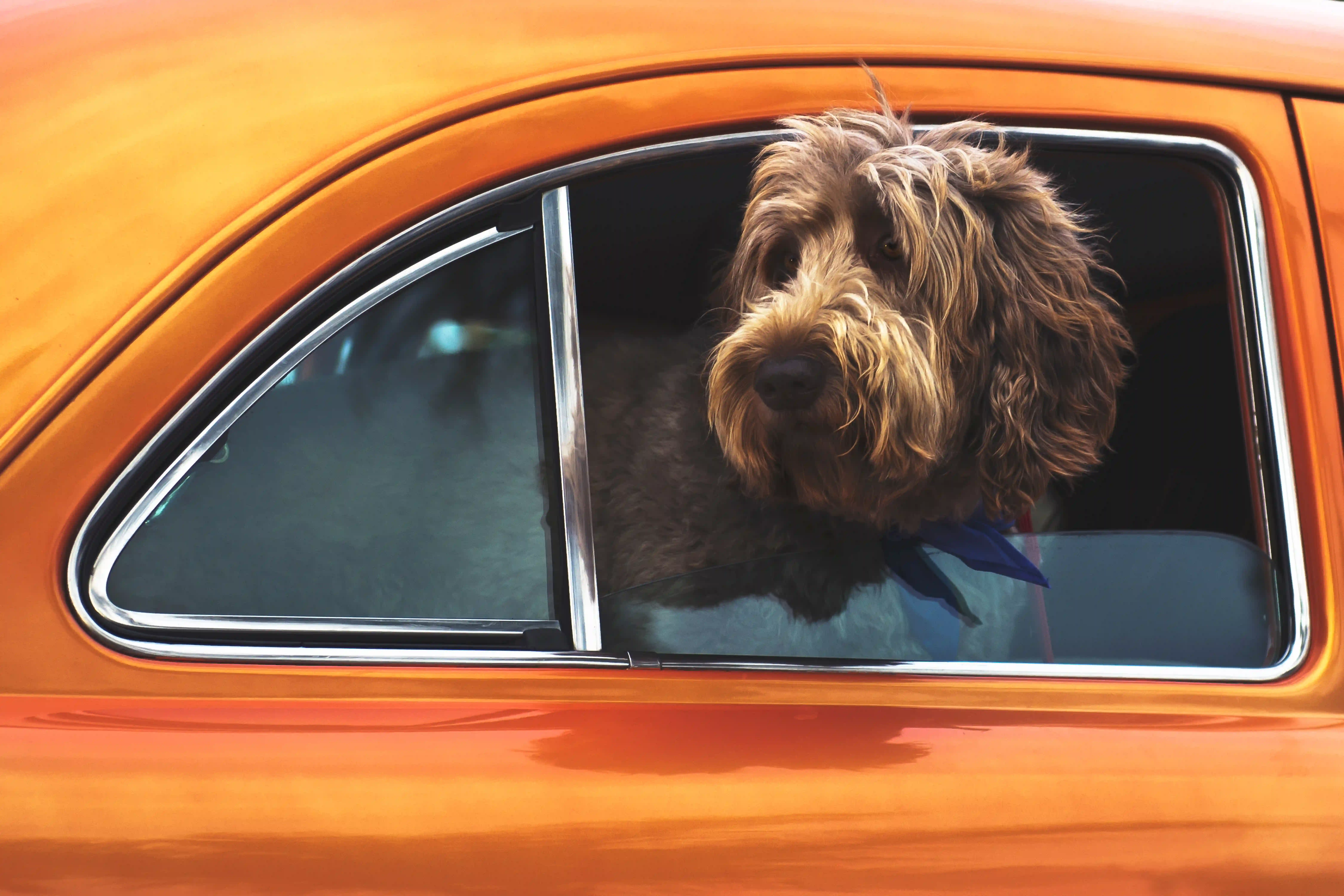 Dog looking out of a car.
