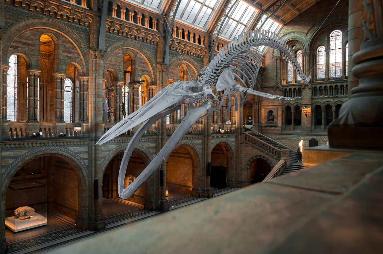 National history museum london